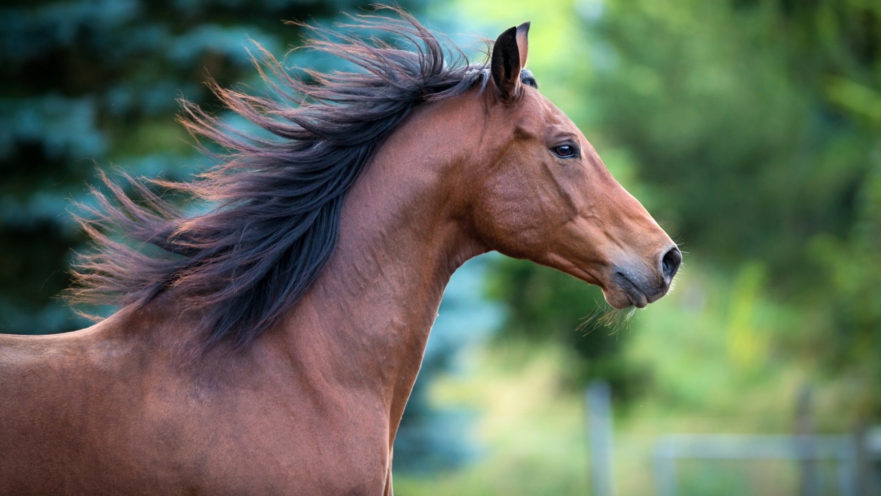 ฝันเห็นม้า 1 ตัว ฝันเห็นม้าวิ่งเข้ามา มีความหมายว่าอย่างไร