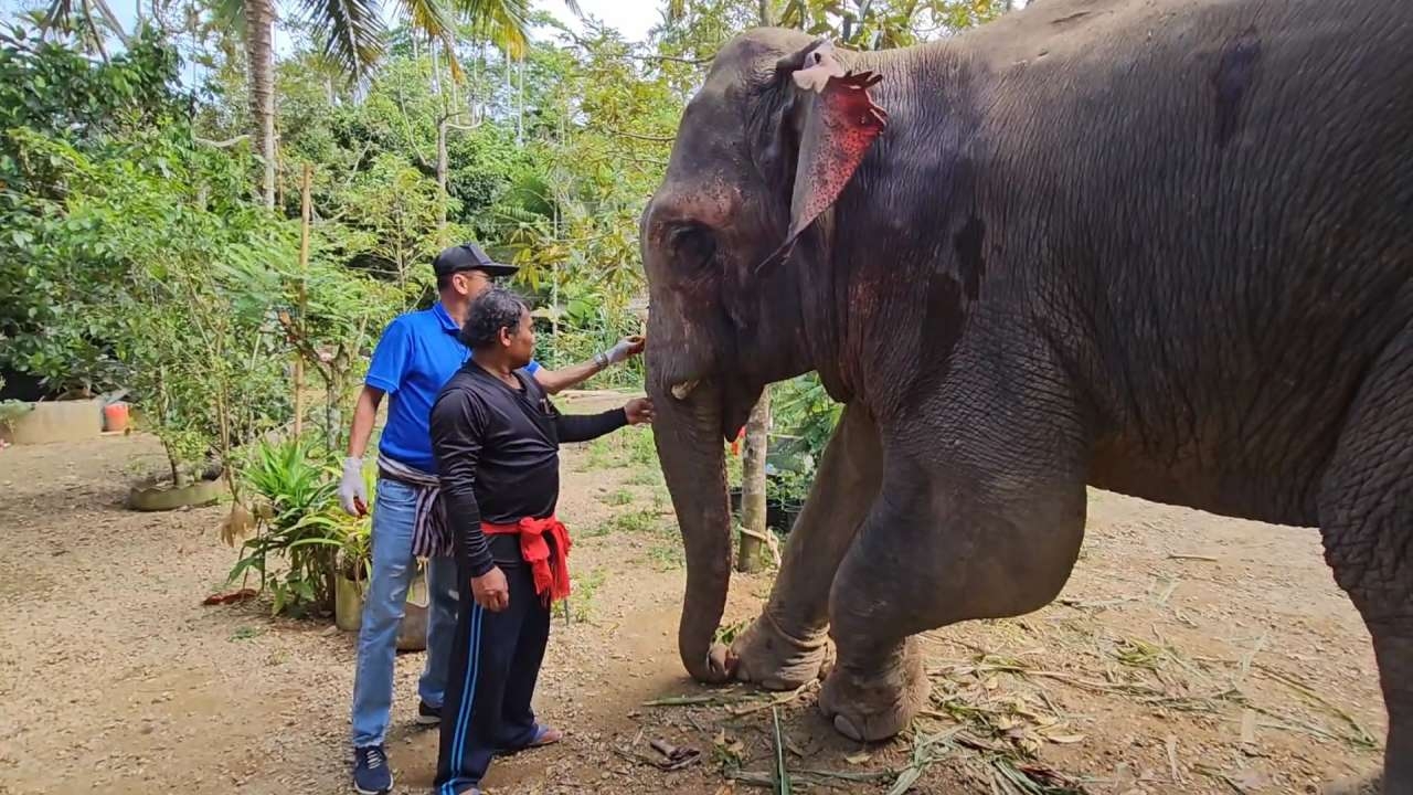 ช้างป่ากร่าง บุกทำร้ายช้างเลี้ยง "พลายเงิน" ใช้งาแทงสาหัส ปางตาย