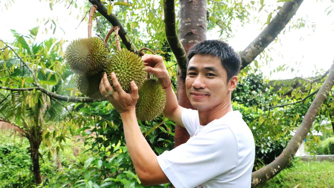 ทุเรียนสาลิกาออกแล้ว เบอร์ 1 ทุเรียนบ้านของแท้พังงาการันตีด้วย เครื่องหมาย GI