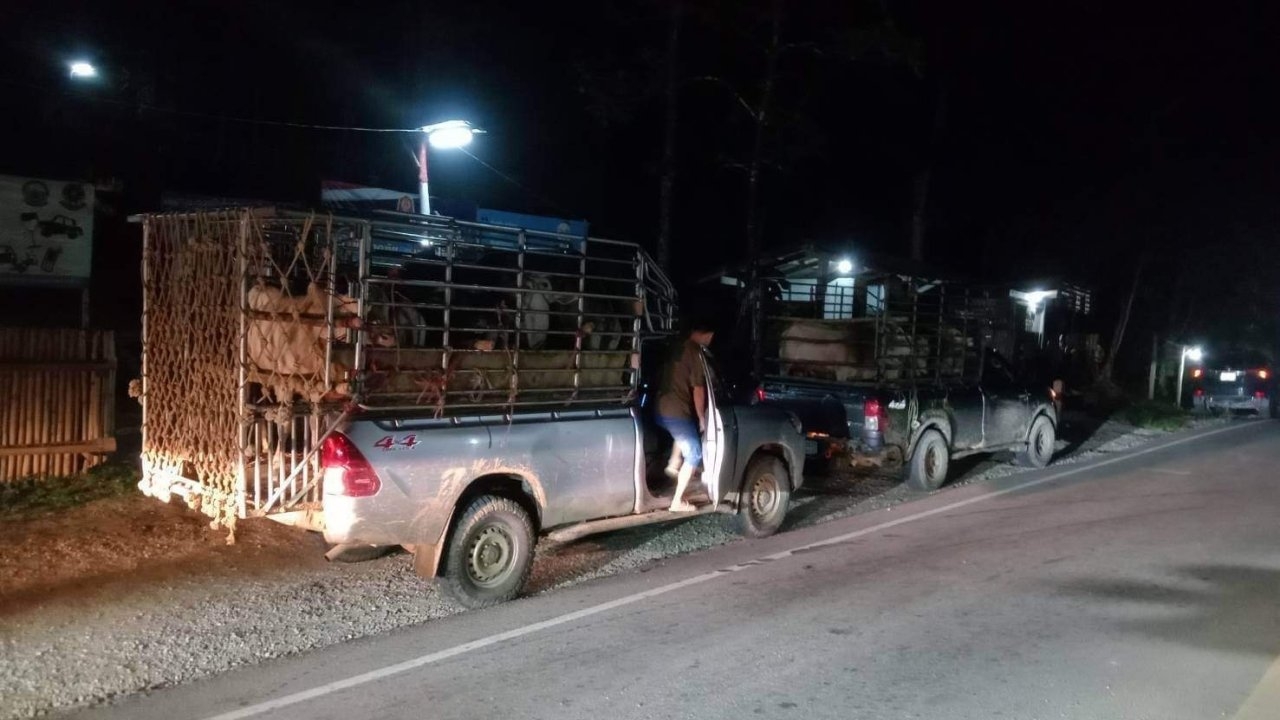 กรมปศุสัตว์ สกัดจับแก๊งลักลอบวัวเถื่อน 30 ตัว จากเมียนมา ได้ทั้งคาราวานที่ตาก