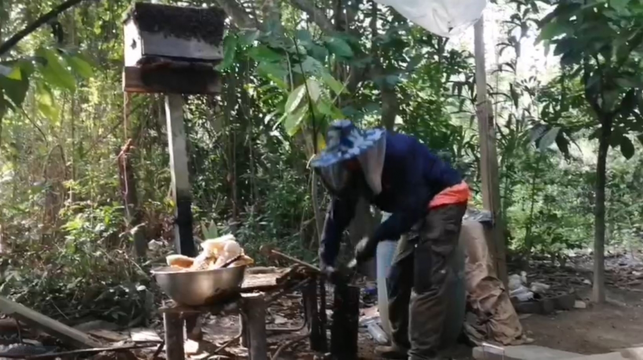 หนุ่มพัทลุง เลี้ยงผึ้งโพรงป่าธรรมชาติ ผลิตน้ำผึ้งขายกลุ่มคนรักสุขภาพได้ราคาดี