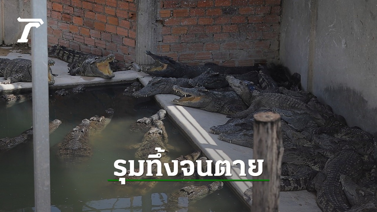 “72-Year-Old Crocodile Farmer Devoured by Over 40 Crocodiles in Northern Cambodia”