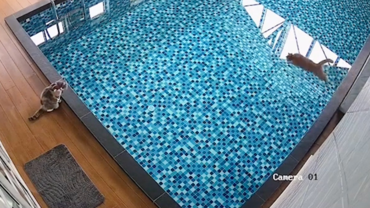 เรื่องวุ่นๆ ของวัยรุ่นแมวส้ม หากไม่เปิดกล้อง คนคิดว่าตกสระน้ำ