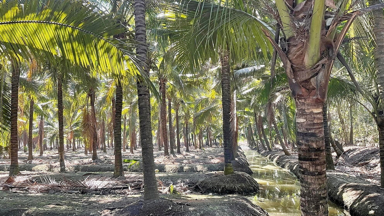 แปลงใหญ่มะพร้าวน้ำหอมดอนคลัง