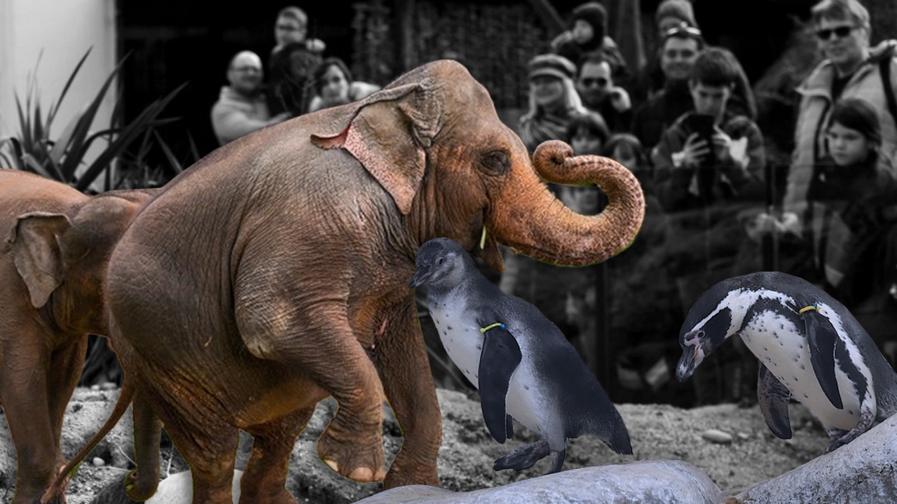 สัตว์ในสวนสัตว์ชอบให้คนมาดู เหมือนที่เราชอบไปดูสัตว์มั้ย?