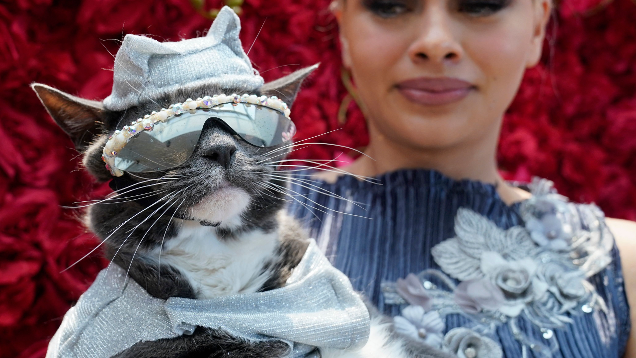 ประมวลภาพ Pet Gala 2023 ส่องความน่ารัก น้องหมา น้องแมว แต่งตัวตามเซเลบงานพรมแดง