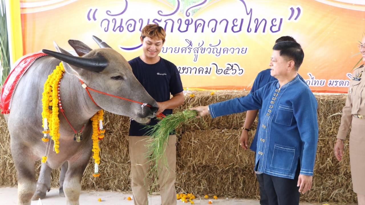 บึงกาฬจัดงานวันอนุรักษ์ควายไทย หวังส่งเสริมอนุรักษ์ และพัฒนาควายไทยแบบยั่งยืน