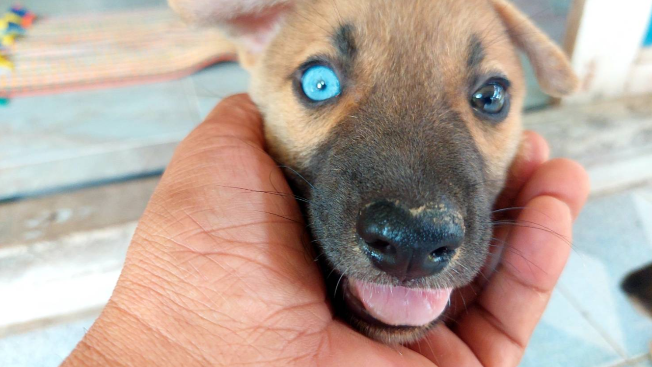 ฮือฮา "ลูกหมาตาเพชร" ดวงตาสองสี คอหวยวิเคราะห์ "เลขเด็ด" เชื่อมาให้โชค