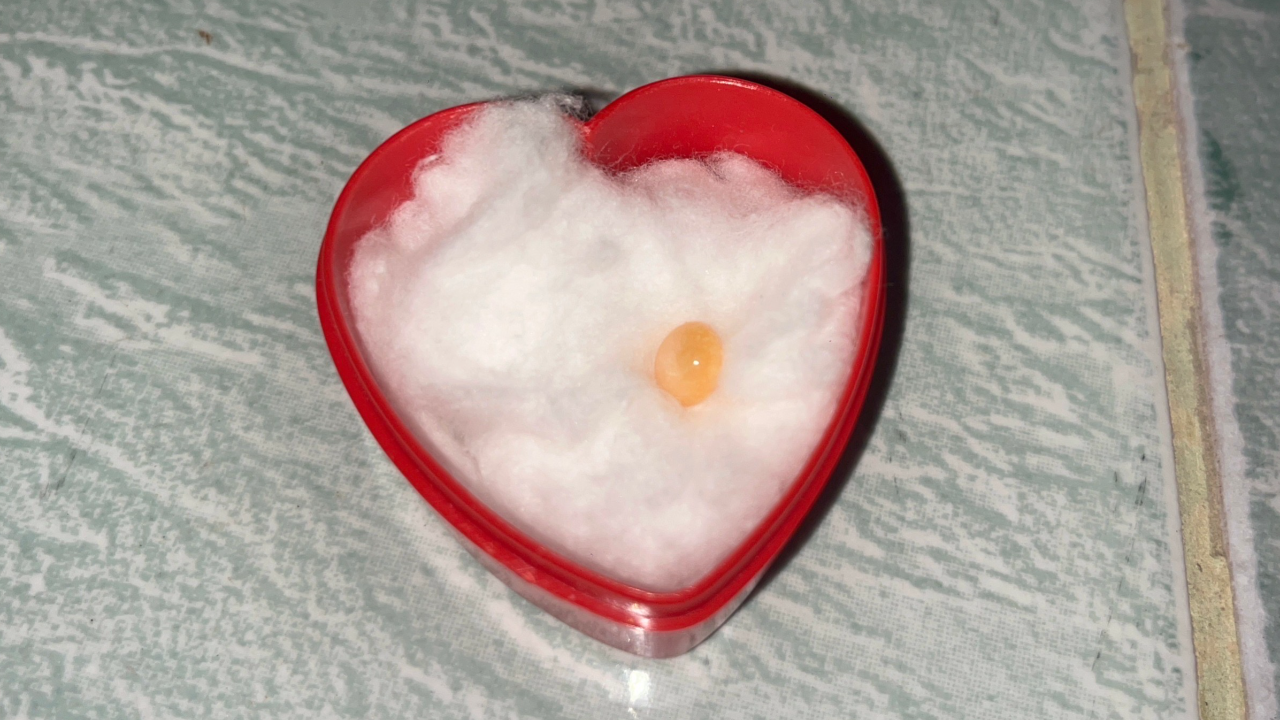 หอยให้โชคคู่รัก กัดเจอ "ไข่มุกเมโล" แรร์ไอเทมในหอยกระโจงโดง