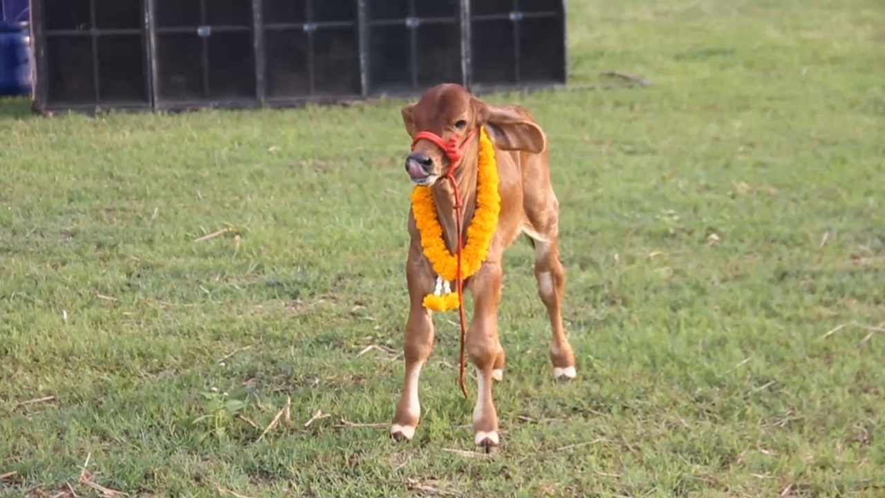ชวนคนทั้งหมู่บ้าน เจ้าของเล่นใหญ่ จ้างวงดนตรีเลี้ยงฉลอง "วัวน้อย" ตกลูก