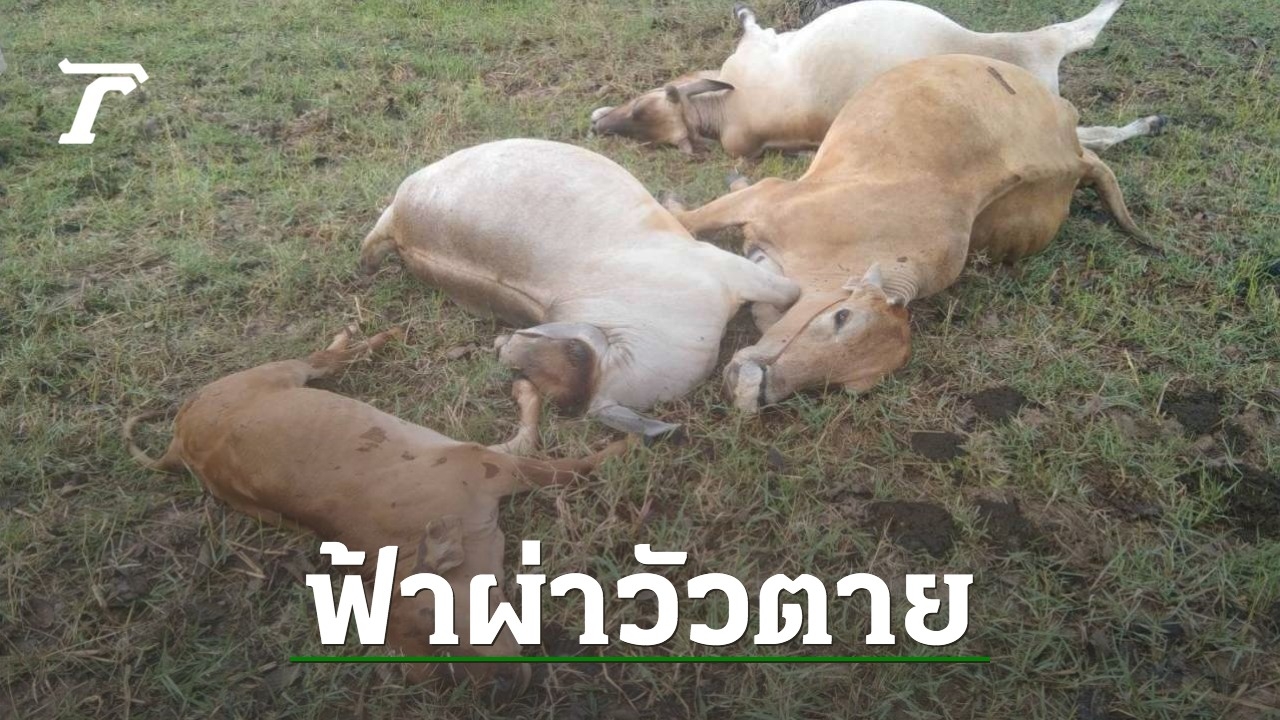 “Lightning Strikes Kill 5 Cows in Surin Province, Owner Mourns Loss and Makes Merit”