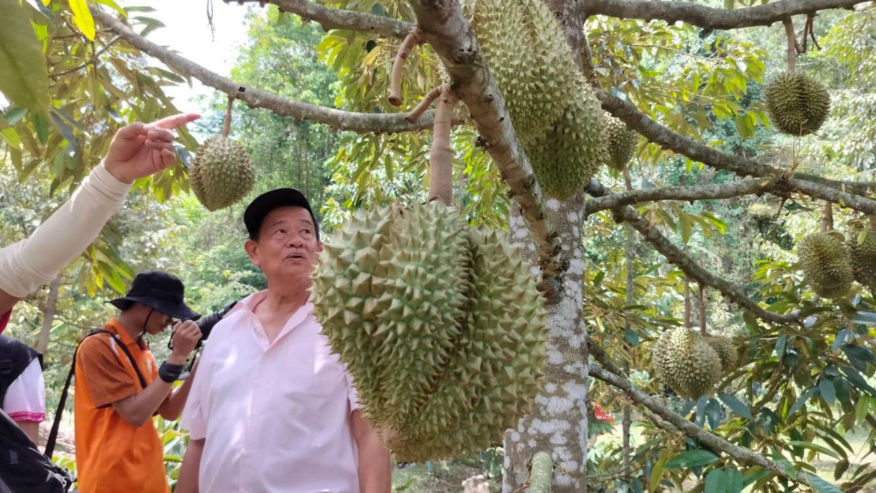 ผู้ว่าฯ สุรินทร์ ตัดทุเรียนพนมดงรักลูกแรก เปิดฤดูกาลท่องเที่ยวเชิงเกษตรบัวเชด