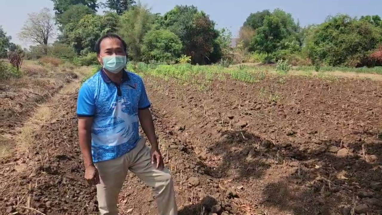 ไร่มันสำปะหลัง 1,500 ไร่ที่นครสวรรค์ ขาดน้ำหล่อเลี้ยง ตอแห้งยืนต้นตายแล้ว