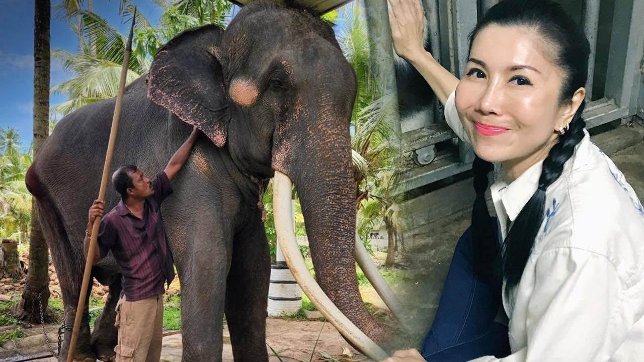 ช้างไทยป่วยในศรีลังกา ใกล้กลับบ้าน 1 ก.ค. เครื่องบินพร้อมส่งกลับ 