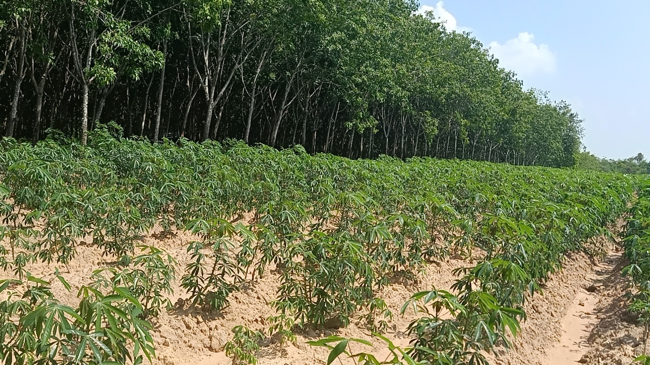 ชาวไร่ชายแดนร้อง ถูกทหารเขมรไล่ ไม่ให้ปลูกมันสำปะหลัง 