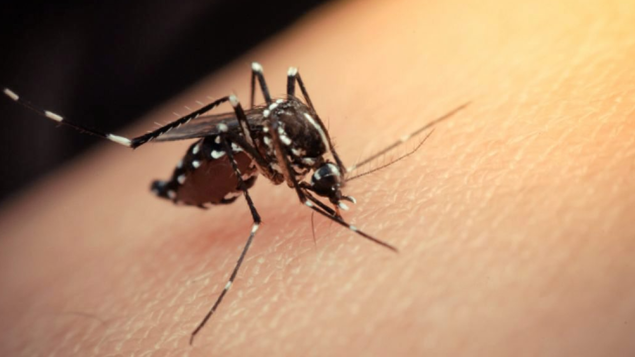เตือนประชาชนระวังไข้เลือดออก หากพบอาการเข้าข่ายสงสัยต้องรีบพบแพทย์