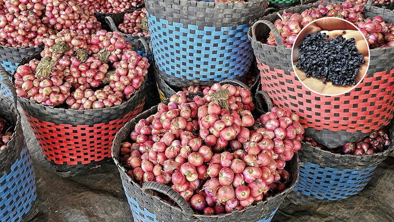 ปฏิวัติการปลูกหอมแดง ใช้เมล็ดแทนหัว ผลผลิตเพิ่ม 50%