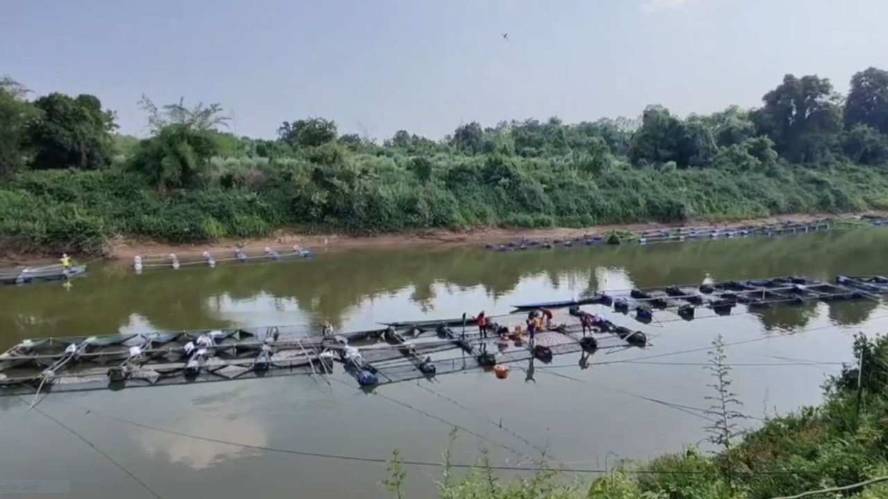 เกษตรกรน้ำตาตก มหาสารคามอากาศร้อนจัด ปลาน็อกน้ำตายคากระชังกว่า 10 ตัน