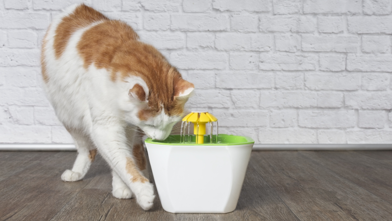 6 น้ำพุแมวไร้สาย ยี่ห้อไหนดี 2023 มีเซนเซอร์ เงียบ ปลอดภัย