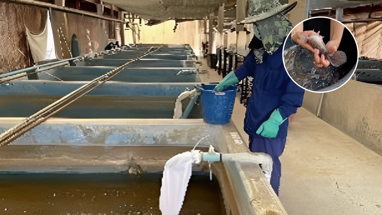 เพาะพันธุ์ “ปลาบู่” ประมงทำได้ เตรียมถ่ายทอดเทคโนโลยีสู่เกษตรกร