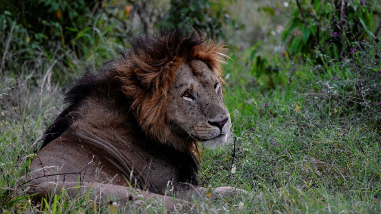 สิงโตอายุมากที่สุดในป่าธรรมชาติของเคนยาถูกฆ่าตาย ทางการเร่งสืบสวน