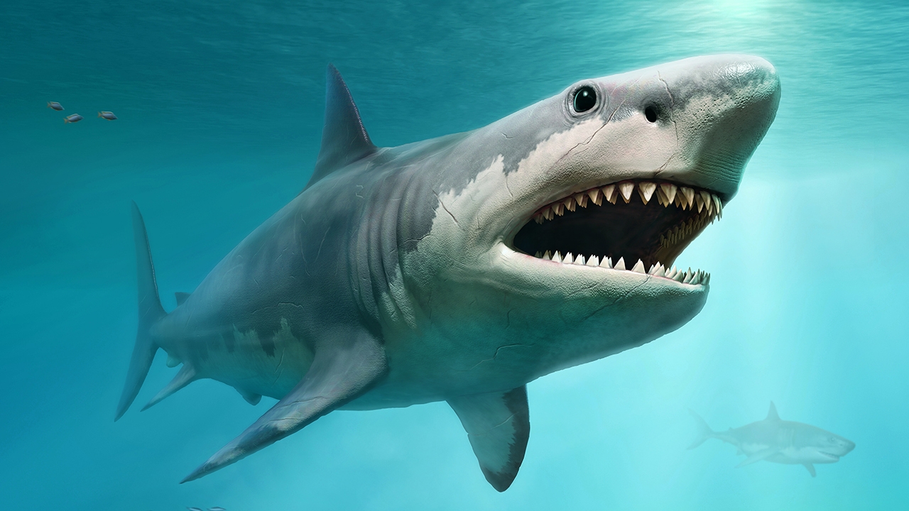 พัฒนาคลังข้อมูลดีเอ็นเอบาร์โค้ด “ปลาฉลาม”