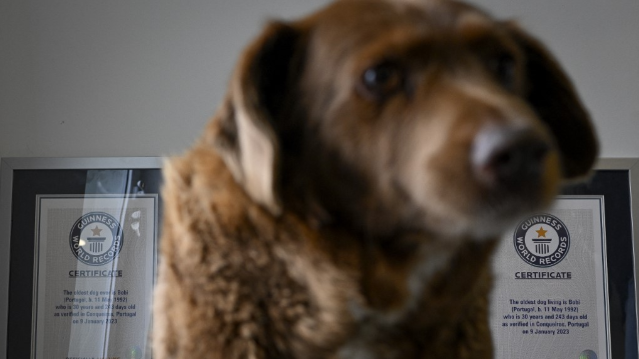 เจ้า "โบบี้" สุนัขโปรตุเกสอายุมากที่สุดในโลก ฉลองวันเกิดครบรอบ 31 ปี