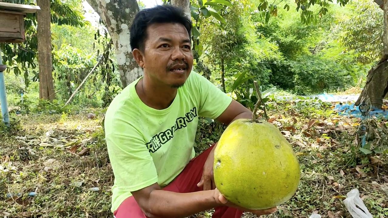 ส้มโอพันธุ์ขาวใหญ่ของสตูล ขายดีไม่พอกับความต้องการ ทำเงิน 6 พัน - 1 หมื่นต่อต้น