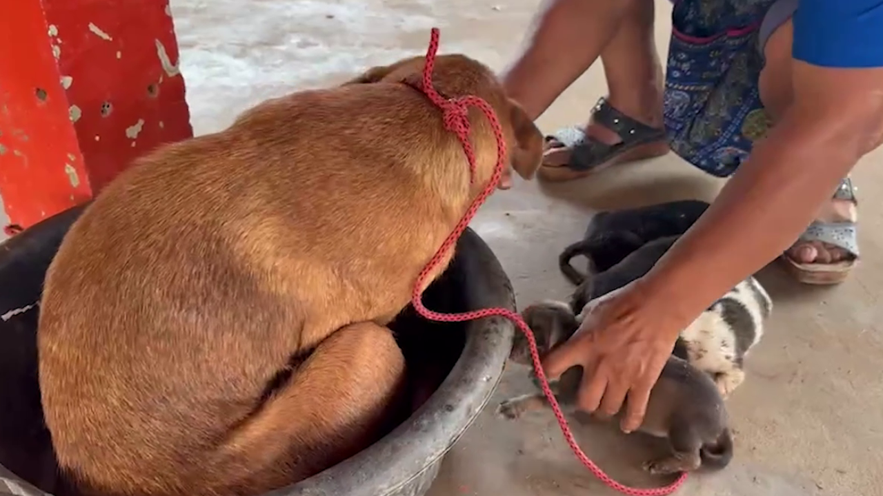 หวิดตายยกครัว กู้ภัยช่วยตูบคาบลูก 6 ตัวหนีร้อนไปซ่อนในท่อระบายน้ำ