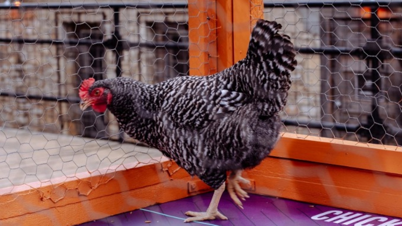 ไก่หลุดเป็นเหตุ รถไฟใต้ดินเม็กซิโกต้องหยุดวิ่งชั่วคราว (คลิป)