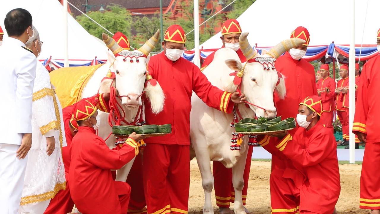 พืชมงคล 66 พระโคกินหญ้ากับเหล้า น้ำบริบูรณ์ อาหารอุดมสมบูรณ์ คมนาคมค้าขายตปท.ดี