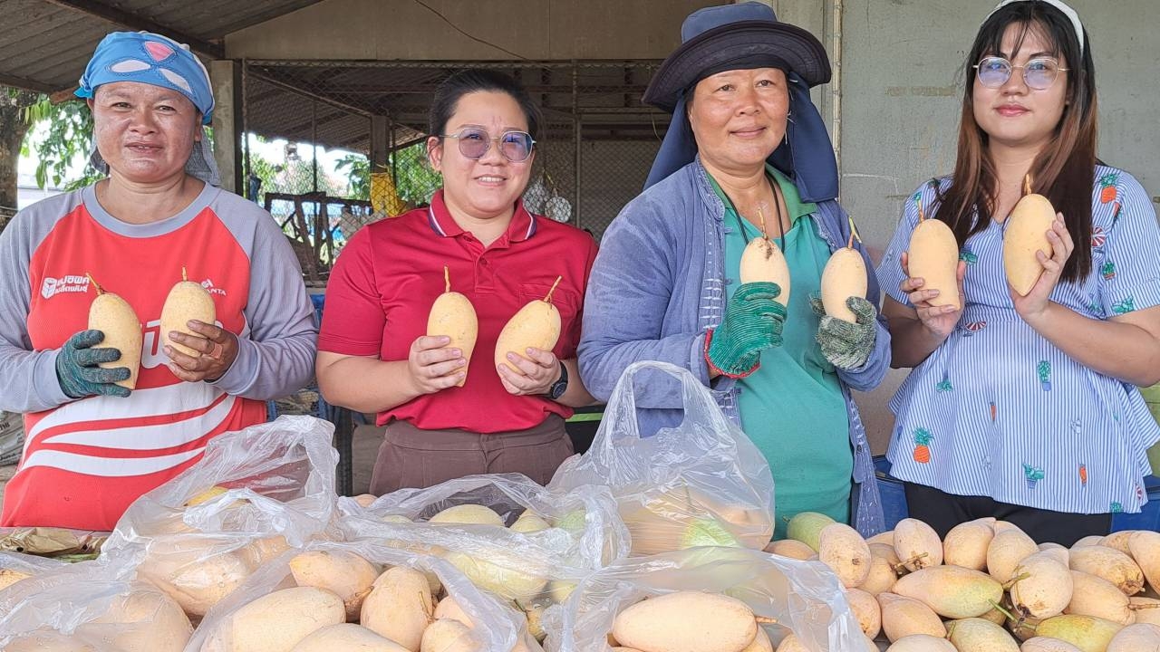 ว.เกษตรและเทคโนโลยีกำแพงเพชร ชวนซื้อมะม่วงน้ำดอกไม้สีทอง จากฟาร์มวิทยาลัย