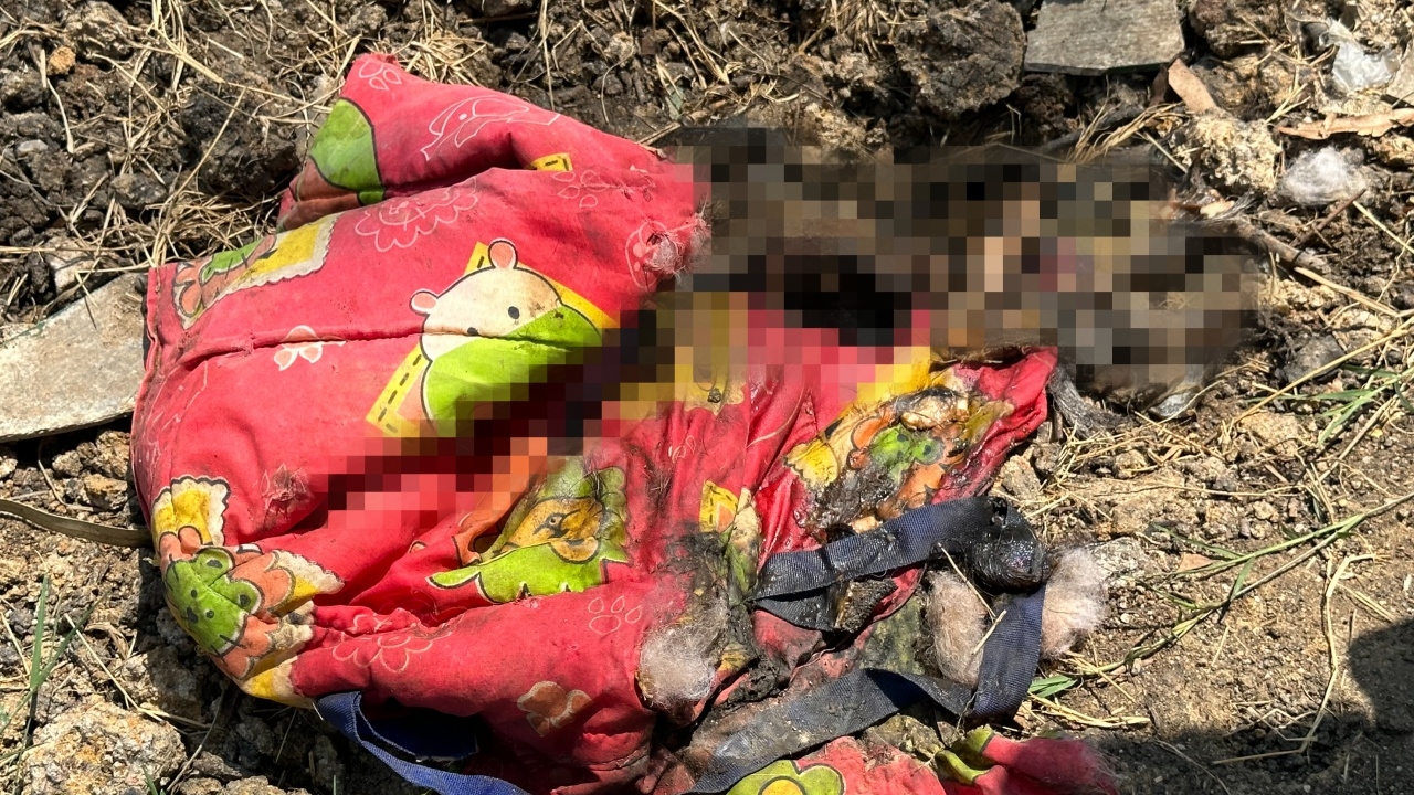 พบเพิ่ม 3 ตัว พระฆ่าแมวฝังศพในป่าช้าวัด 1 ในนั้นเป็นแมวเจ้าอาวาส 