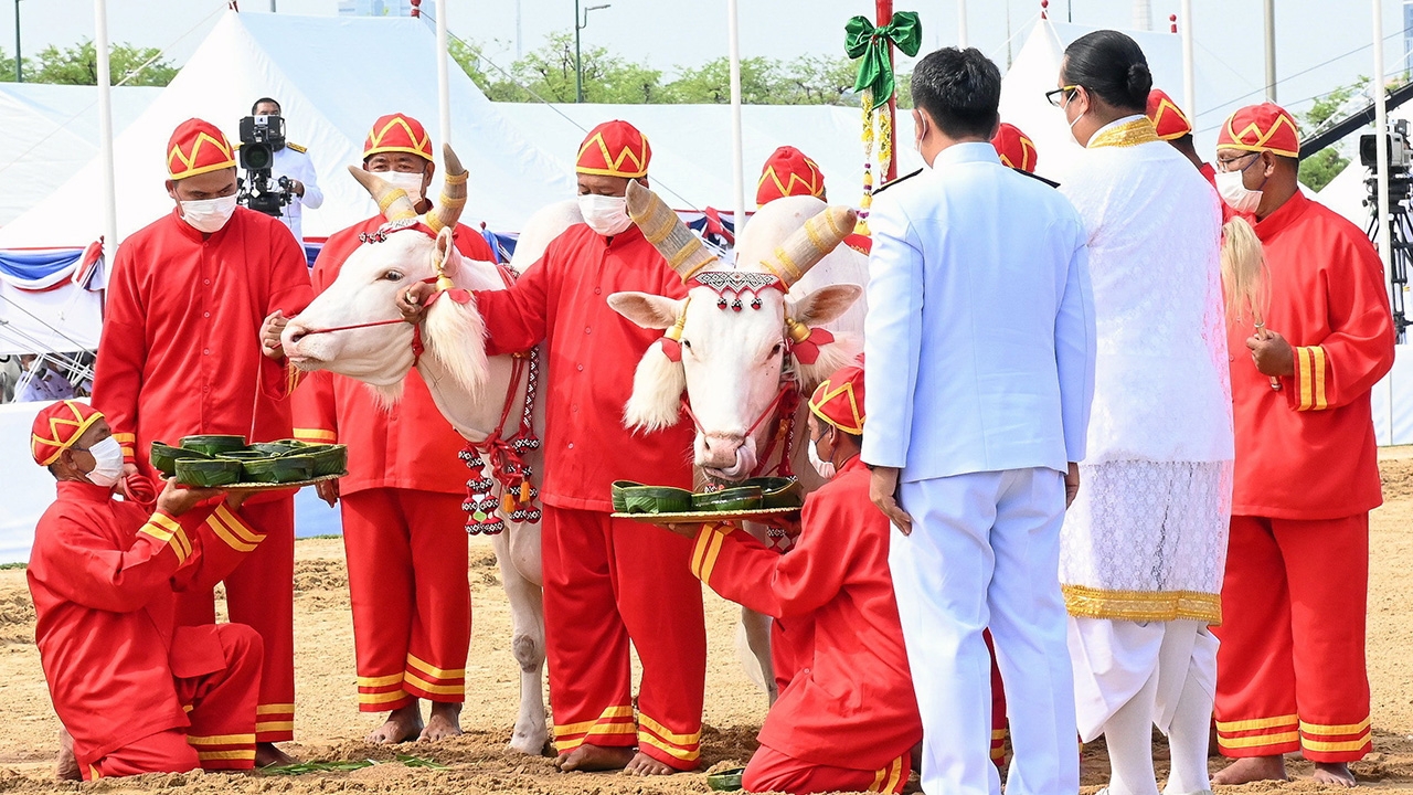 พระโคเสี่ยงทายกิน หญ้า-เหล้า น้ำท่าบริบูรณ์! ค้าขายต่างประเทศดี หยิบได้ผ้า 5 คืบ