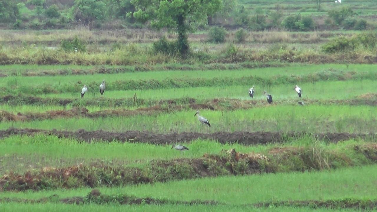 ฝนตกลดความแล้งข้าวบึงกาฬเขียวขจี ชาวประมงริมโขงยิ้มจับปลาได้กว่า 3 ร้อย กก.