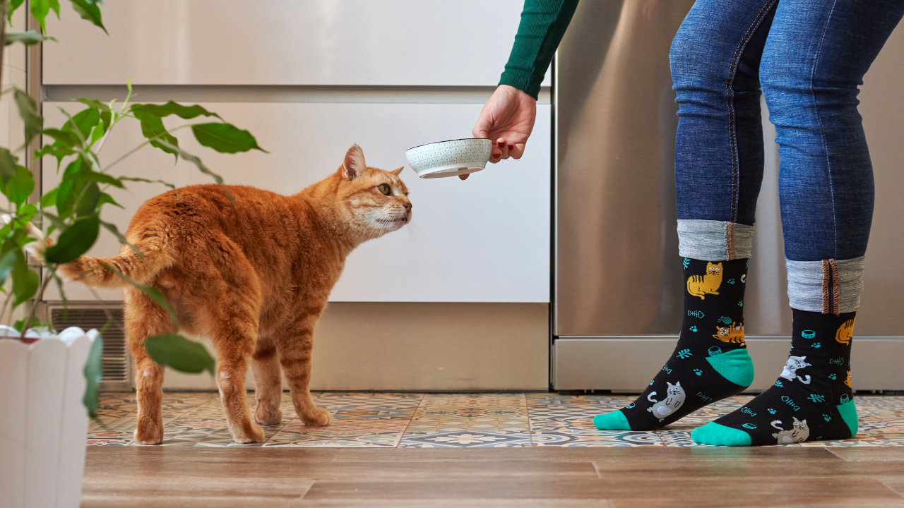 ทาสแมวต้องรู้ 8 เมนูต้องห้ามสำหรับเจ้านาย