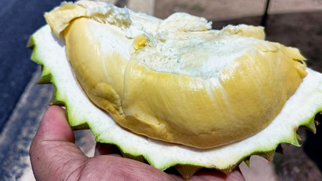 สุกแล้ว ทุเรียนป่าละอู หัวหินจัดงานใหญ่ คัดเกรด A ขาย กก.250 เท่ากันทุกร้าน 