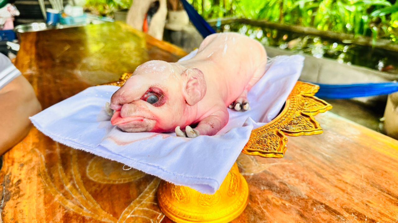 ส่องเลขเด็ด "ลูกหมูแปลก" หูใหญ่ จมูกคล้ายงวง เชื่อพระพิฆเนศมาให้โชค