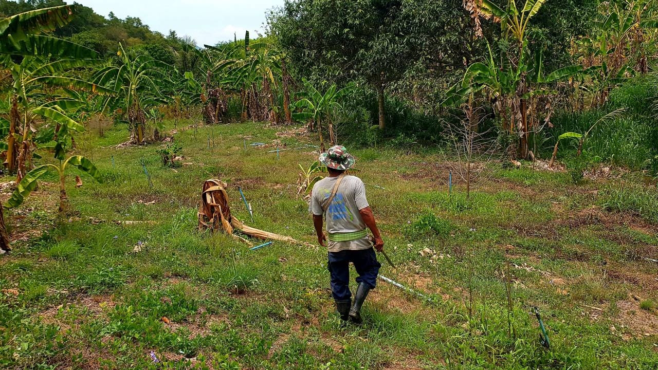 เพชรบุรีแล้งชาวสวนเดือดร้อน ทุเรียนนับพันต้นแห้งตาย ชาวบ้านไม่มีน้ำกินน้ำใช้