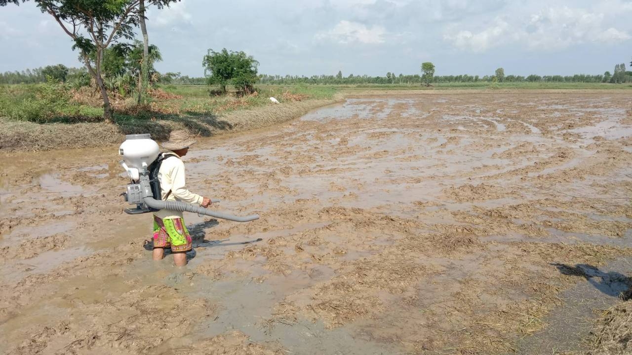 ฝนตกดีมีน้ำขัง ชาวนาพิมายเร่งหว่านข้าวนาปี เพื่อให้ทันฤดูกาลเก็บเกี่ยว