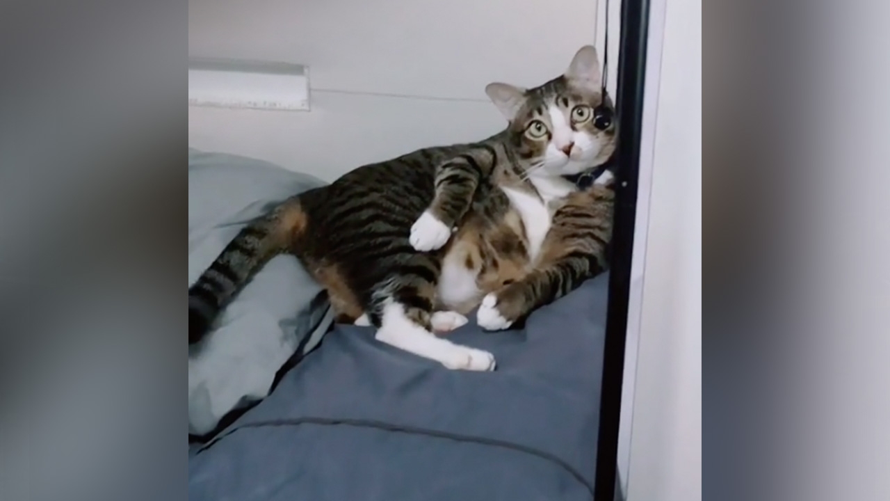 เปิดจดหมายจาก "ซิฟู" แมวอุกกาบาตร่วงใส่รถ ออกจากคอนโดแล้วไปอยู่ที่ไหน