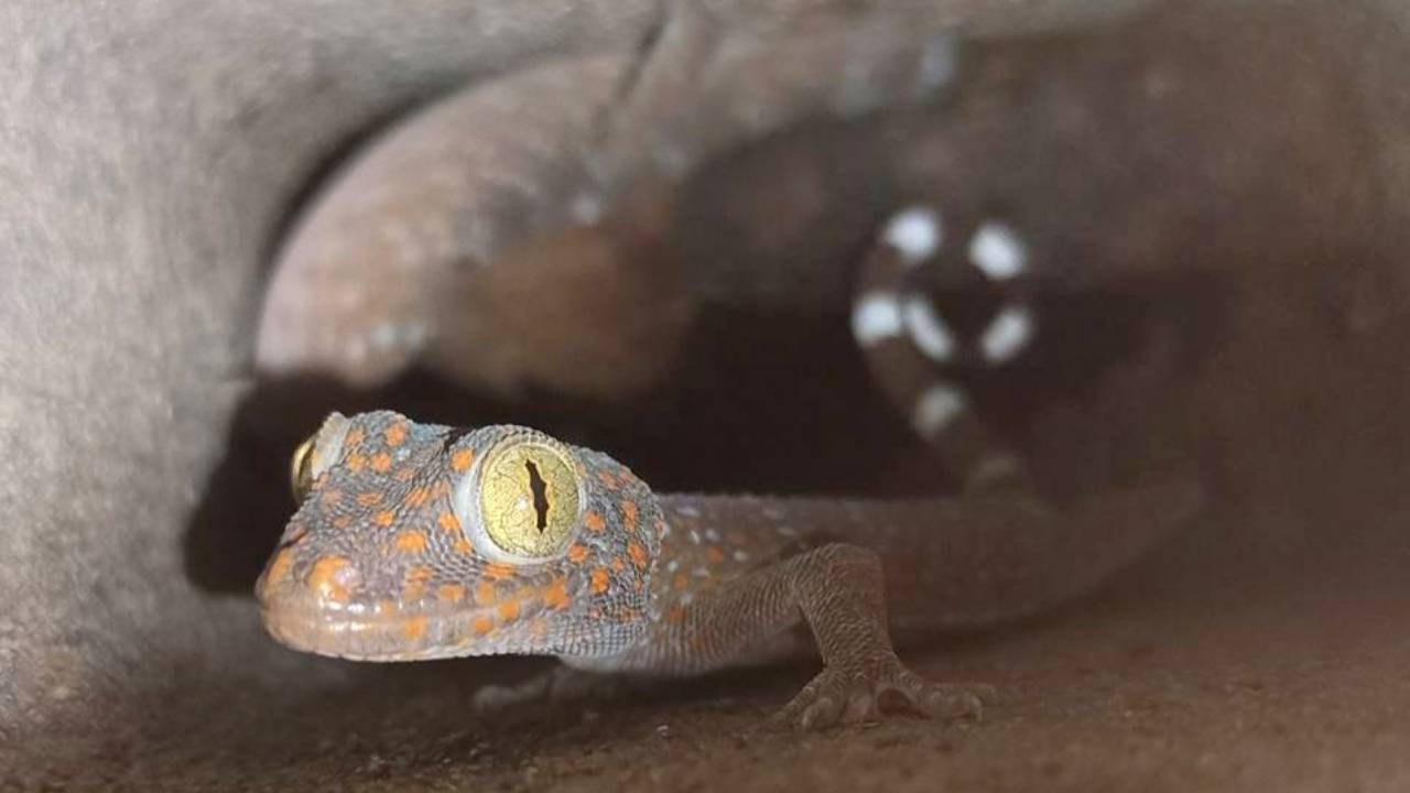 หนุ่มชลเจอตุ๊กแกนับสิบยึดบ้าน แจ้งกู้ภัยสัตหีบช่วยจับ อึ้งเจอพร้อมไข่รอกำเนิด