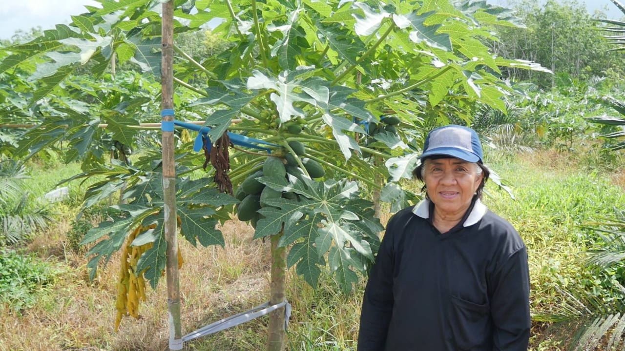 เจ้าของสวนตรังหัวก้าวหน้า ศึกษาตลาดก่อนปลูกมะละกอ ขายได้เดือนละกว่า 4 หมื่น