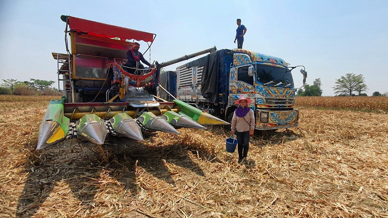 ปลูกข้าวโพดเลี้ยงสัตว์แบบปลอดเผา ลดฝุ่น PM.25 เป็นมิตรต่อสิ่งแวดล้อม