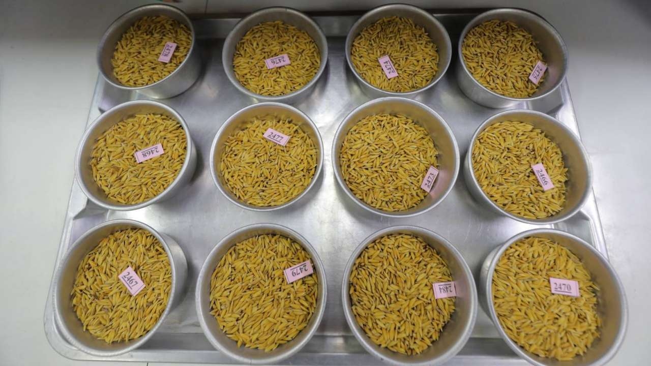 ศมข.ขอนแก่น เดินหน้าเปลี่ยนเมล็ดพันธุ์ข้าวคุณภาพให้ชาวนา ลดต้นทุนผลิต