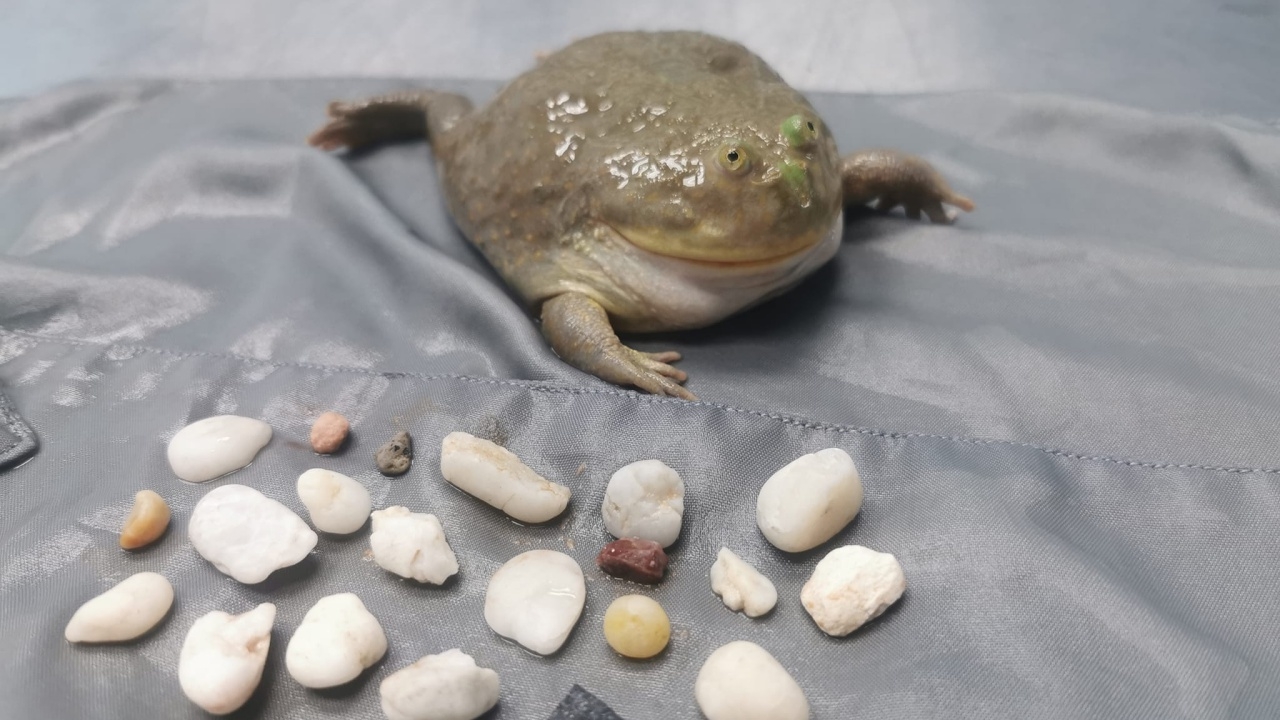 เอ็นดู "น้องเยลลี่" กบบัดเจท ตัวตึง TikTok หลังกินกรวดเข้าไป 21 ก้อน