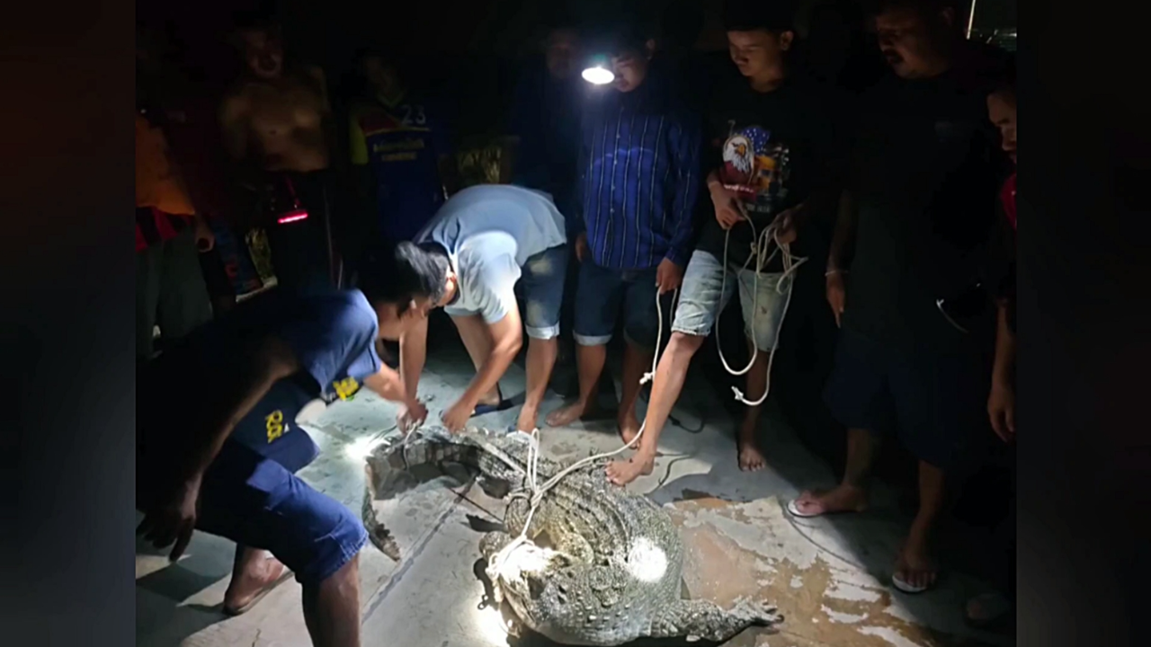 ชาวบ้านผงะ เจอ "จระเข้" ยาวกว่า 2 ม. นอนขวางถนน เลียบคลอง ที่ราชบุรี