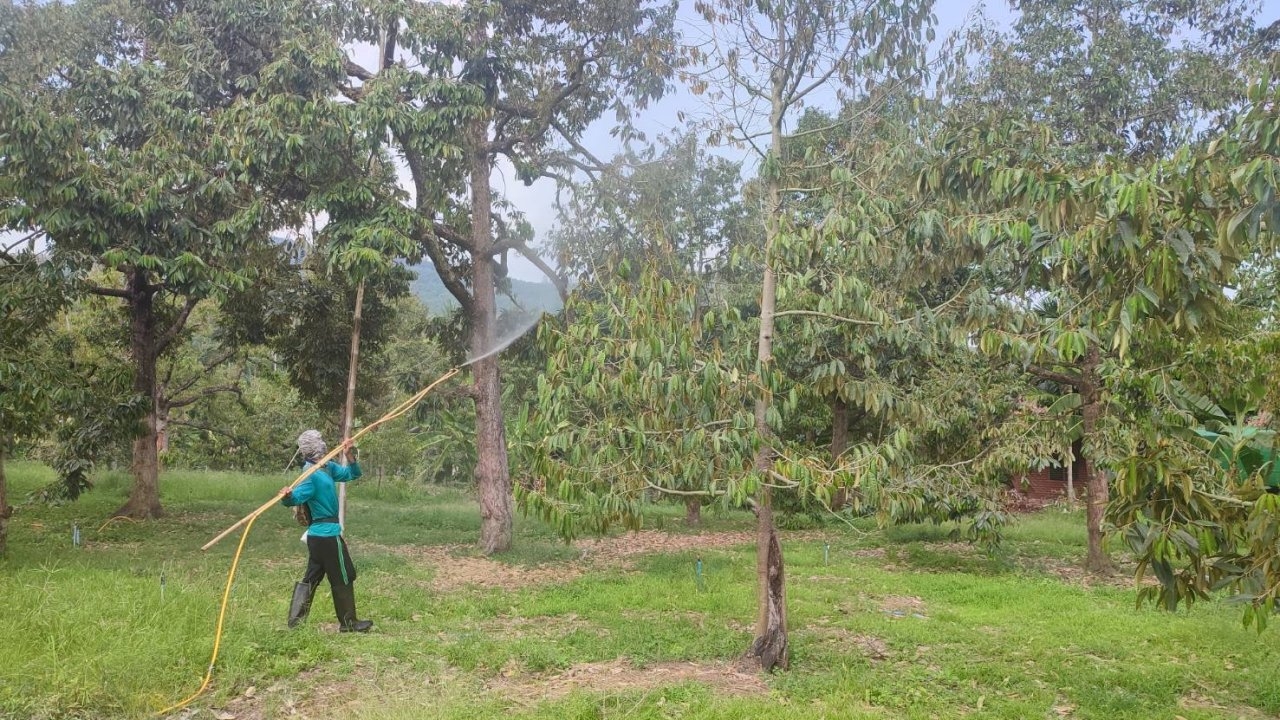 ชาวสวนทุเรียนหมอนทองที่บางสะพานเจอภัยแล้ง หากสิ้น เม.ย. 66 ฝนไม่ตกลำบากแน่