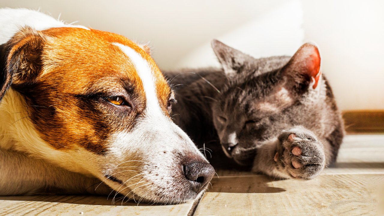 สังเกตอาการ "ฮีตสโตรก" ในสุนัขและแมว ภัยร้ายที่ไม่ควรมองข้าม