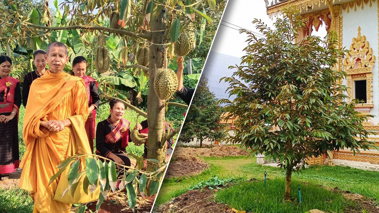 จองข้ามปี ทุเรียนภูเขาไฟ ปลูกรอบโบสถ์ รดด้วยน้ำมนต์ปาติโมกข์ 